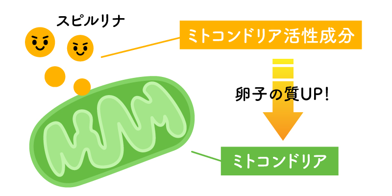 ミトコンドリア活性成分 卵子の質UP ミトコンドリア スピルリナ